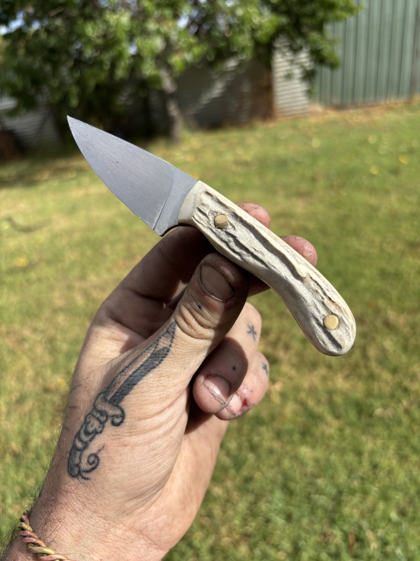Snack Pack Antler